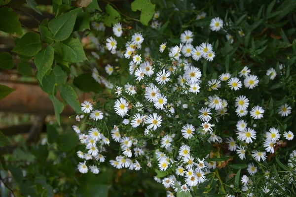 Aster Ericoides Symphyotrichum Ericoides Biały Wrzosowisko Biały Ster Wrzosowisko Kwiat — Zdjęcie stockowe