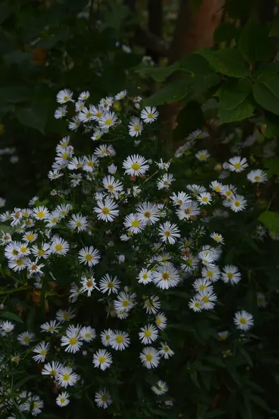 Aster Ericoides Symphyotrichum Ericoides Biały Wrzosowisko Biały Ster Wrzosowisko Kwiat — Zdjęcie stockowe