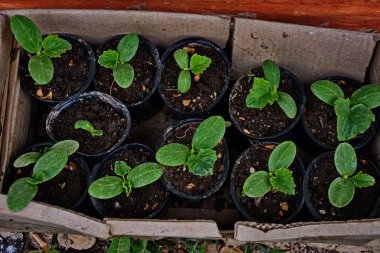 Genç taze fidanlar plastik kaplarda duruyor. Bahar güneşinde turba saksılarında fidanlar. - Evet. Pencere kenarındaki kutularda yetişen ilk tohumlar.