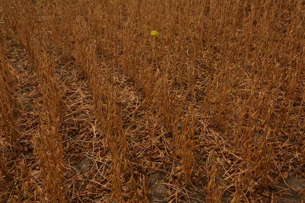 The ripe soy beans on the field closeup.On a farm field on a plant soy pods ripen.