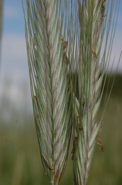 Tarlada yetişen çavdar yeşili. Çavdar ekmeği yakın. Bayat mısır gevreği. Poaceae Ailesi. Tarlada yetişen çavdar. Çavdar (Secale tahıl gevreği) yeşil kulaklarda.