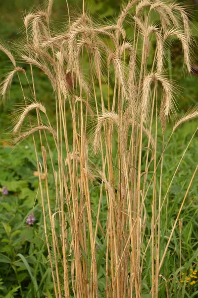 Rye Green Growing Field Rye Ear Close Secale Cereale Poaceae — Stock Photo, Image