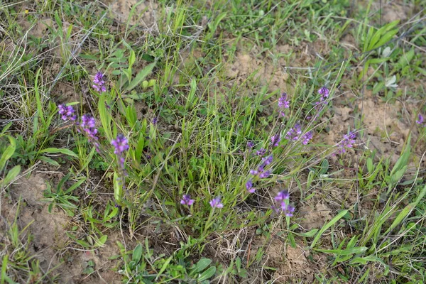 Purpurowy Dziki Kwiat Pole Dzwon Kwiat Tle Zielonej Trawy Letni — Zdjęcie stockowe