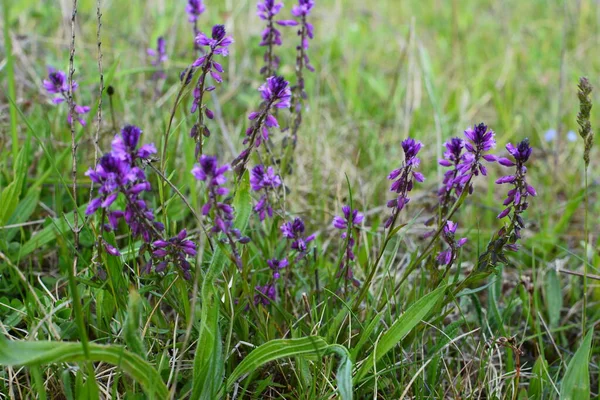 purple wild flower field bell flower on a background of green grass on a summer sunny day. Flower Polygala Comosa.