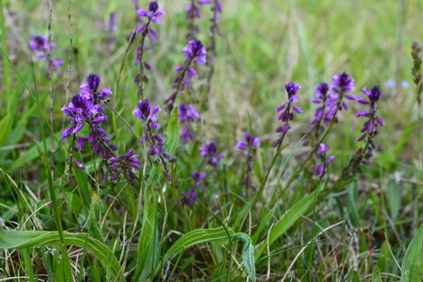 purple wild flower field bell flower on a background of green grass on a summer sunny day. Flower Polygala Comosa.