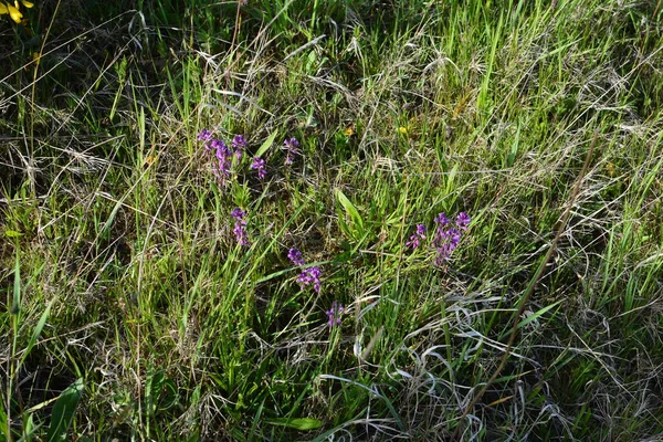 夏天阳光明媚的日子里 紫色的野花在绿草的背景上绽放着野花 花枝嘉年华 — 图库照片