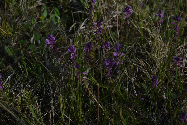 Púrpura Flor Silvestre Campo Campana Flor Sobre Fondo Hierba Verde — Foto de Stock