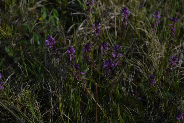 Purpurowy Dziki Kwiat Pole Dzwon Kwiat Tle Zielonej Trawy Letni — Zdjęcie stockowe