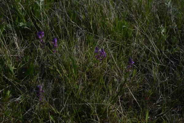 Purpurowy Dziki Kwiat Pole Dzwon Kwiat Tle Zielonej Trawy Letni — Zdjęcie stockowe