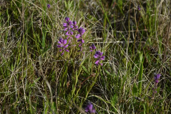 purple wild flower field bell flower on a background of green grass on a summer sunny day. Flower Polygala Comosa.