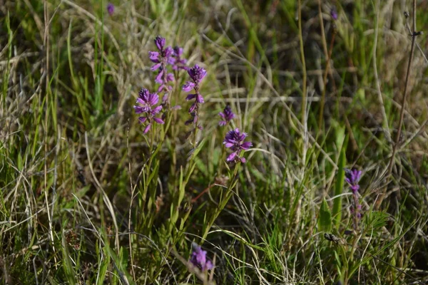 purple wild flower field bell flower on a background of green grass on a summer sunny day. Flower Polygala Comosa.