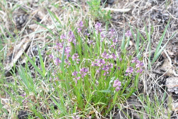 夏の晴れた日に緑の草を背景に紫色の野花を咲かせます 花ポリガラ Comosa — ストック写真