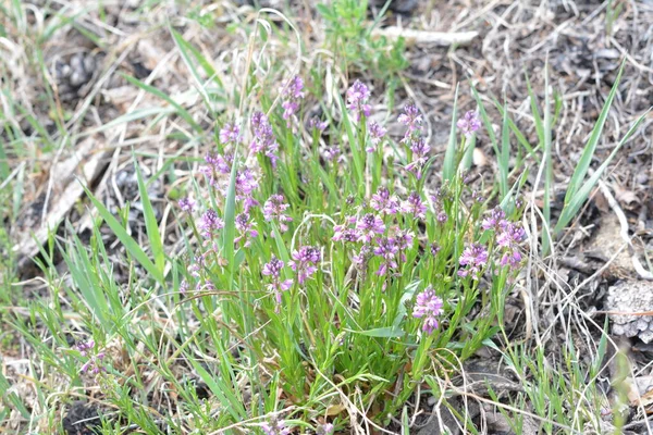 purple wild flower field bell flower on a background of green grass on a summer sunny day. Flower Polygala Comosa.