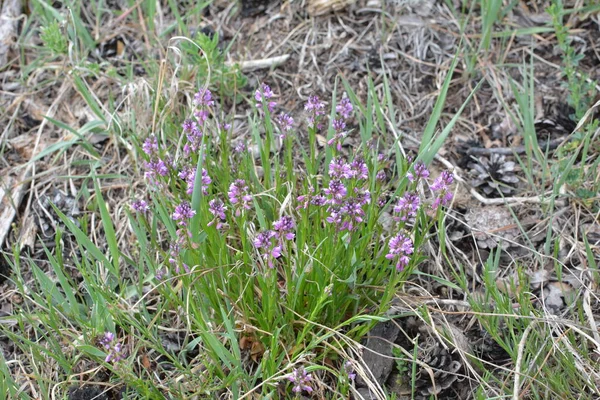 Purple Wild Flower Field Bell Flower Background Green Grass Summer — Stock Photo, Image