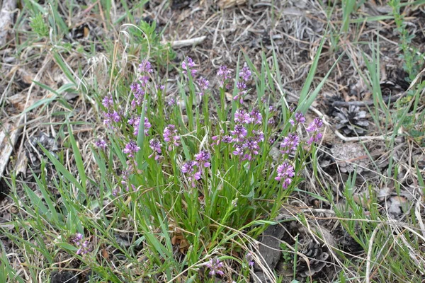 夏の晴れた日に緑の草を背景に紫色の野花を咲かせます 花ポリガラ Comosa — ストック写真