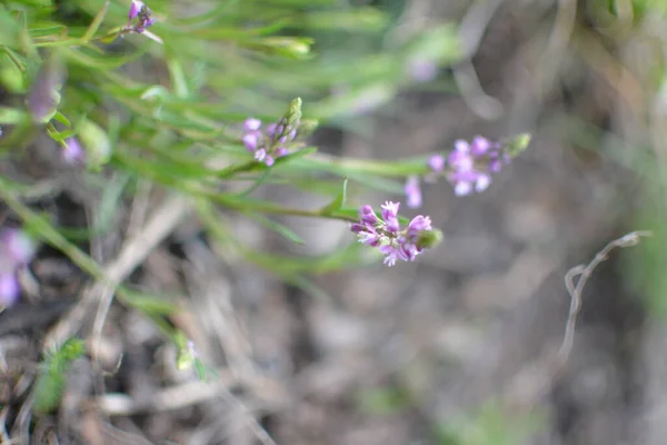 Purple Wild Flower Field Bell Flower Background Green Grass Summer — Stock Photo, Image