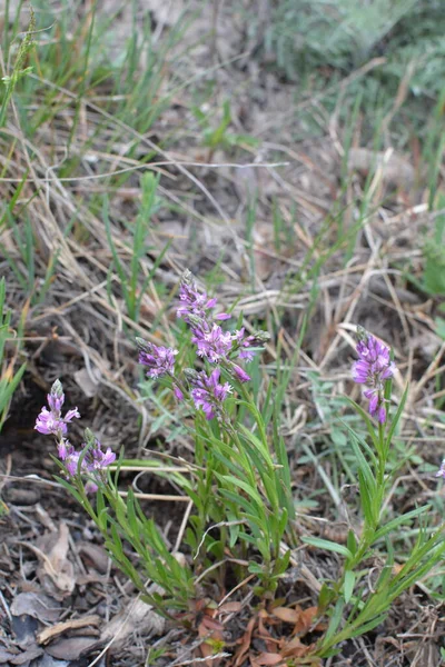 Purpurowy Dziki Kwiat Pole Dzwon Kwiat Tle Zielonej Trawy Letni — Zdjęcie stockowe