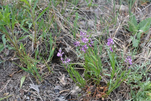 Lila Vilda Blomma Fält Klocka Blomma Bakgrund Grönt Gräs Sommar — Stockfoto