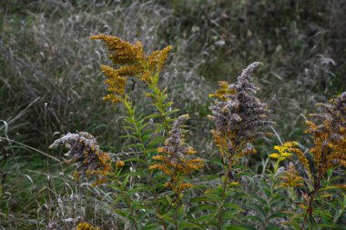 Solidago ya da altın rengi virgaurea çiçekli sarı bitki