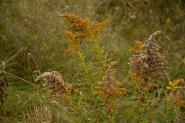 Solidago ya da altın rengi virgaurea çiçekli sarı bitki