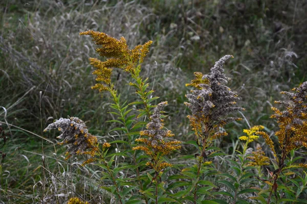 솔리다고 Solidago 비보르 Goldenrod Virgaurea 식물에 — 스톡 사진