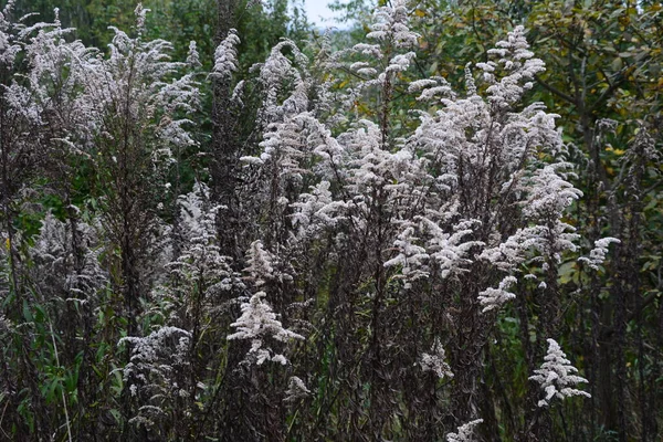 Solidago Goldenrod Virgaurea Gele Plant Met Bloemen — Stockfoto