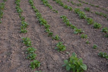 Patates yatağı, yeryüzündeki ilk çekim yeridir. Bereketli siyah toprakta yetişen ilk patates fideleri. Bahçede yetişen taze patateslerden oluşan yataklar. Topraktaki yeşil bitki.