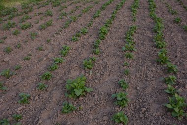 Patates yatağı, yeryüzündeki ilk çekim yeridir. Bereketli siyah toprakta yetişen ilk patates fideleri. Bahçede yetişen taze patateslerden oluşan yataklar. Topraktaki yeşil bitki.