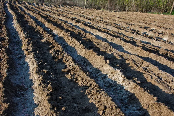 Stock image Manual planting of potatoes.Planting potatoes on beds sprinkled with ash and fertilizer.