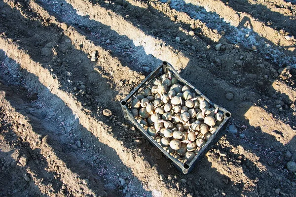 Manual Planting Potatoes Planting Potatoes Beds Sprinkled Ash Fertilizer — Stock Photo, Image