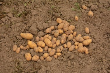 Patates topluyorum. Yerden çıkarılan patatesler eski bir patates tarlasında yatar; ekili tarlalardan hemen sonra çiğ patates
