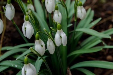 Beyaz çiçek açan kar damlası ya da orman zemininde su damlalarıyla Galanthus yatağı. Güneşli bahar günü, dolly shot, yakın çekim, tarlanın sığ derinlikleri
