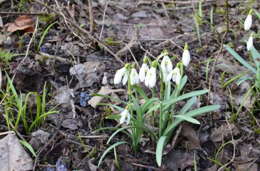 Beyaz çiçek açan kar damlası ya da orman zemininde su damlalarıyla Galanthus yatağı. Güneşli bahar günü, dolly shot, yakın çekim, tarlanın sığ derinlikleri