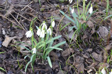 Beyaz çiçek açan kar damlası ya da orman zemininde su damlalarıyla Galanthus yatağı. Güneşli bahar günü, dolly shot, yakın çekim, tarlanın sığ derinlikleri