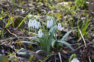 Beyaz çiçek açan kar damlası ya da orman zemininde su damlalarıyla Galanthus yatağı. Güneşli bahar günü, dolly shot, yakın çekim, tarlanın sığ derinlikleri
