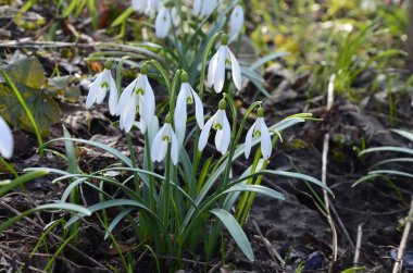 Beyaz çiçek açan kar damlası ya da orman zemininde su damlalarıyla Galanthus yatağı. Güneşli bahar günü, dolly shot, yakın çekim, tarlanın sığ derinlikleri