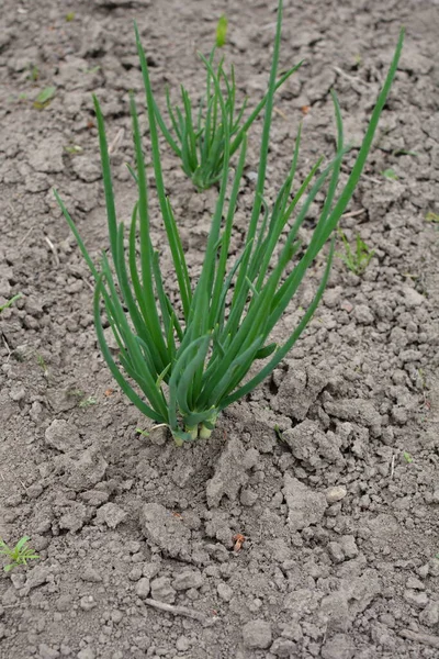 Agricultura Camas Con Plantaciones Verdes Jóvenes Plantas Granja Filas Cebollas —  Fotos de Stock