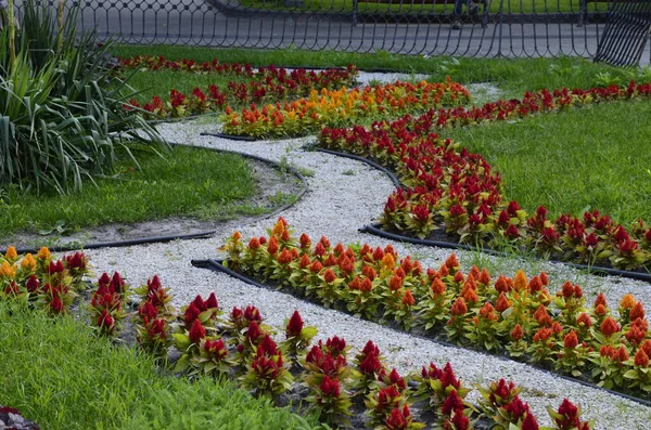 A full flower bed, containing pink, yellow, blue and orange flowers in a sidewalk.Lush flower beds in the summer garden. A bright sunny day.delightful flower bed in the summer park