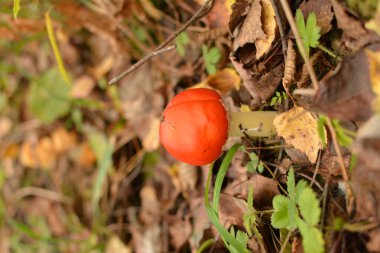 Sonbahar ormanı arka planında çimlerde zehirli ve halüsinojen mantarlar uçuşuyor. Kırmızı zehirli Amanita Muscaria mantar makrosu doğal çevreye yakın..