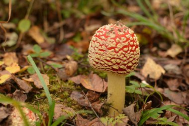 Sonbahar ormanı arka planında çimlerde zehirli ve halüsinojen mantarlar uçuşuyor. Kırmızı zehirli Amanita Muscaria mantar makrosu doğal çevreye yakın..