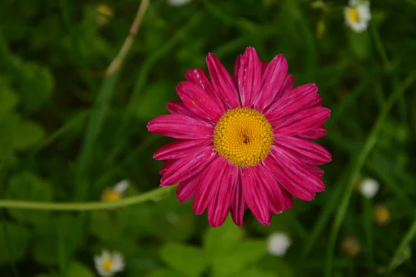 Vermelho Pintado Daisy Robinson Flor Pyrethrum Crisântemo Seu Nome Latino — Fotografia de Stock