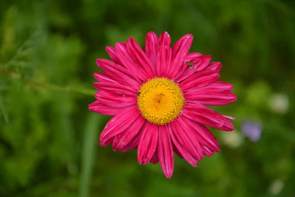 Kifestette Daisy Robinson Red Flower Pyrethrum Chrysanthemum Latin Neve Tanacetum — Stock Fotó