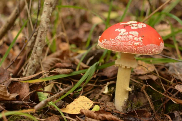 秋天森林背景下的草中 毒菌和致幻剂蘑菇在花环中飞舞 自然环境中的红色毒虫金银花真菌 — 图库照片