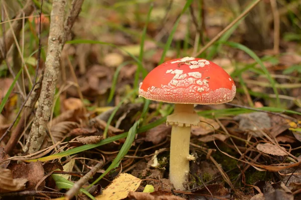 Giftiger Und Halluzinogener Pilz Fly Agaric Gras Auf Herbstlichem Waldhintergrund — Stockfoto