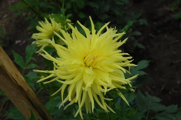 Beautiful Pink Dahlia Garden Picture Beautiful Pink Dahlia — Stock Photo, Image