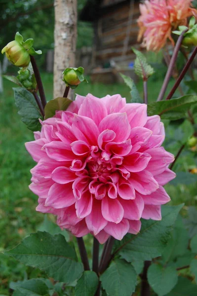 Hermosa Dalia Rosa Jardín Una Foto Hermosa Dalia Rosa — Foto de Stock