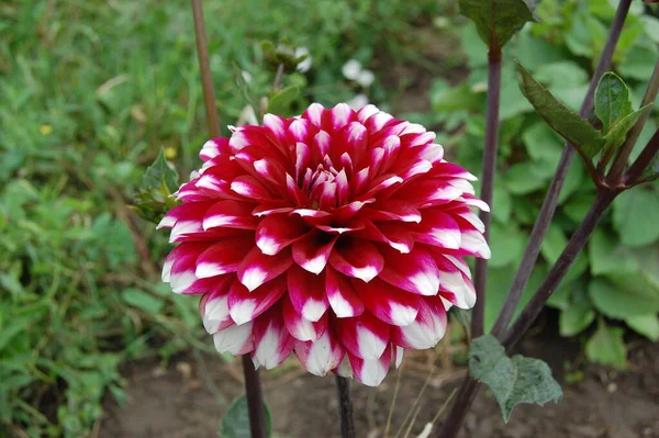 Beautiful pink dahlia in garden. A picture of the beautiful pink dahlia.