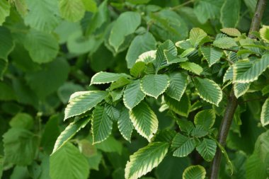 Orman boynuz direğinin dalları (Carpinus) yeşil ıslak yapraklarla bulanık arkaplan. Ostrya karpinifolisi, Avrupa 'nın sıçrayan boynuzu makroyu terk eder. Hornbeam yaprakları hastalıktan veya dondan zarar görür..