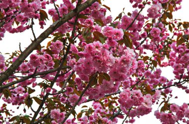 Prunus glandulosa dalları açan pembe cüce bademler..