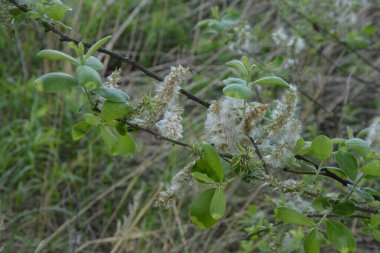 Dallarda söğüt kabuğu. Yumuşak kavak tohumları. Seçici yumuşak odaklanma. Ağaç dallarından süzülen beyaz tüyler mevsimsel alerjilere neden olur.
